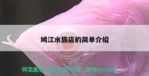 鳩江水族店的簡單介紹