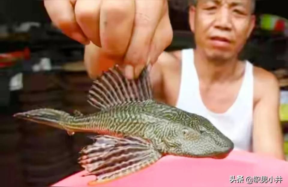 汕頭觀賞魚
