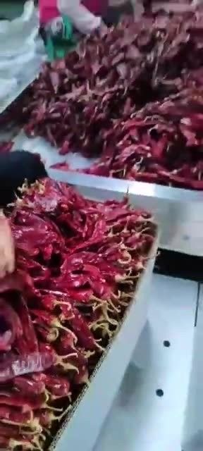 辣椒紅龍的市場價格是多少