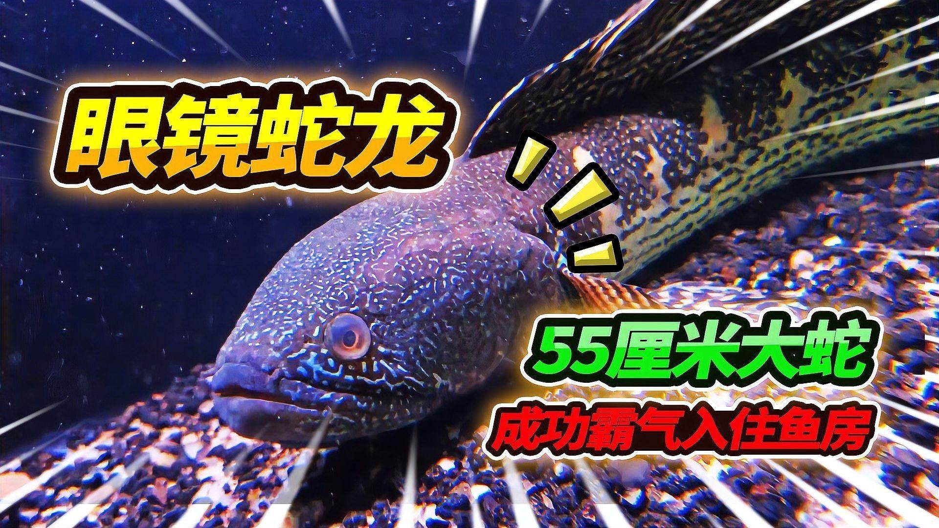 如何預防雷龍魚突眼？