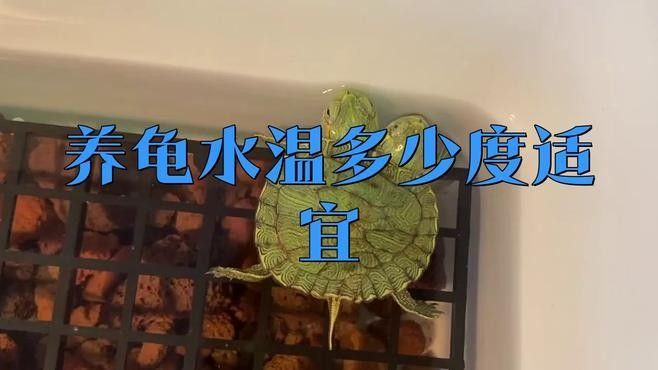 龍魚和烏龜混養需要哪些特殊設備（揭秘混養背后的3大風險與5個關鍵技巧）
