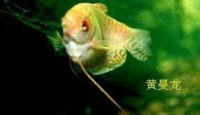 如何評估黃公龍魚的品相？