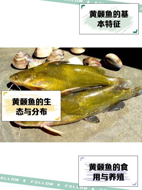 如何評估黃公龍魚的品相？