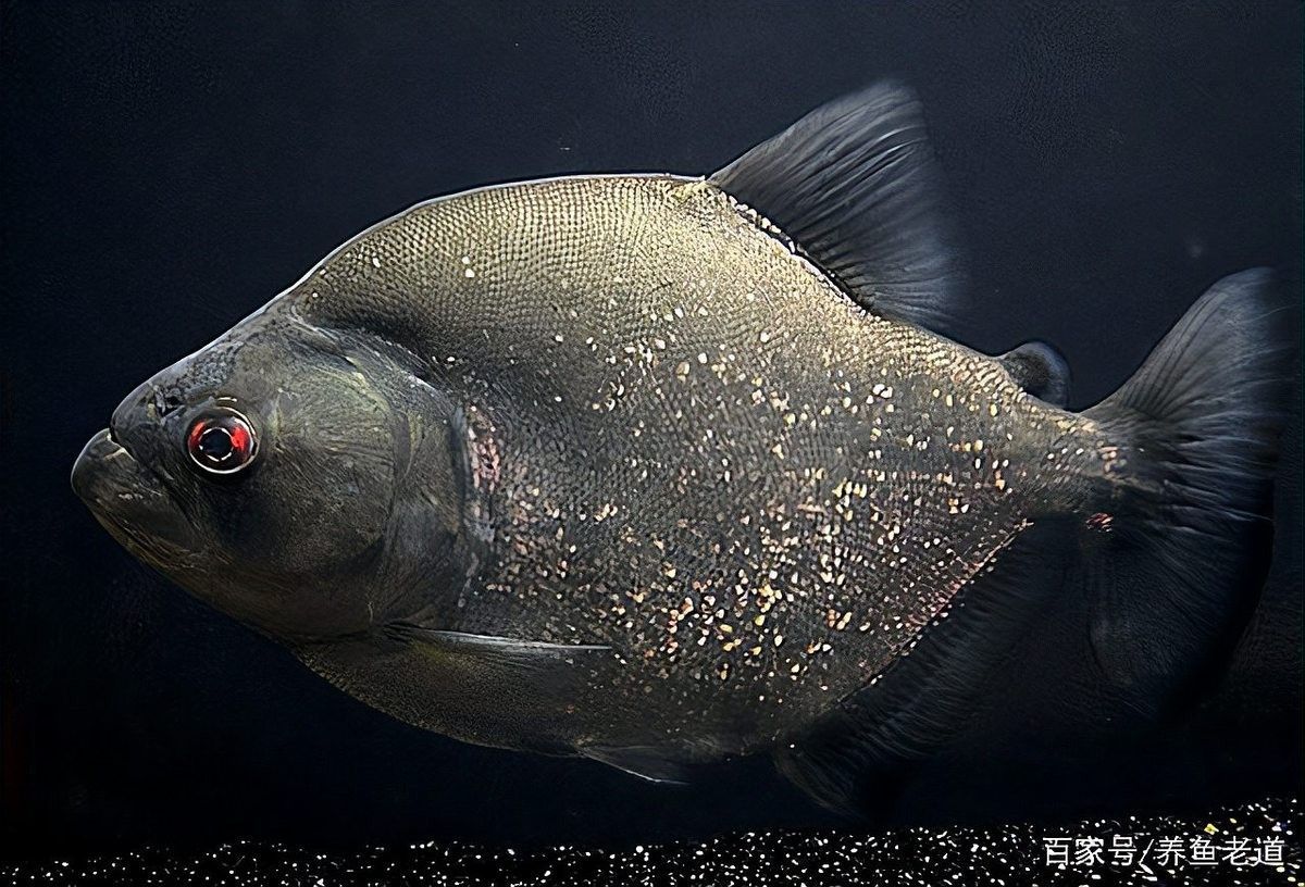 孔雀龍魚的價格是多少？（孔雀龍魚的價格因素而異，）