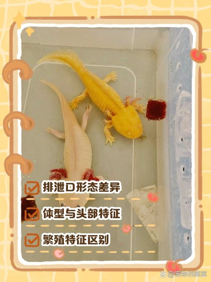 如何判斷恐龍魚是否成熟
