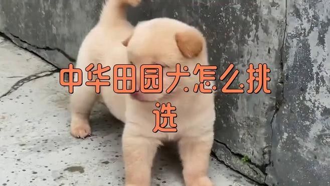如何判斷紅龍犬是否適應環境