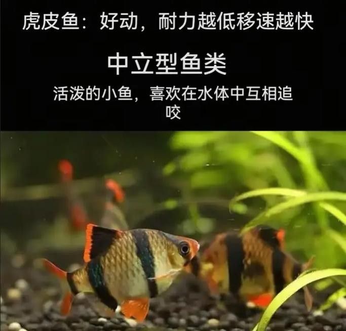 給我一些麒麟狗頭和龍魚混養的圖片（狗頭和龍魚混養是一種流行的水族箱養殖方式）