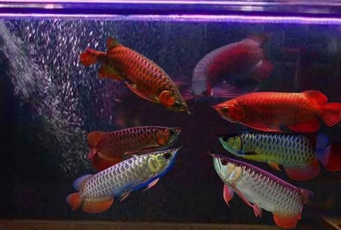 給我一些麒麟狗頭和龍魚混養的圖片（狗頭和龍魚混養是一種流行的水族箱養殖方式）