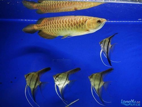 給我一些麒麟狗頭和龍魚混養的圖片（狗頭和龍魚混養是一種流行的水族箱養殖方式）