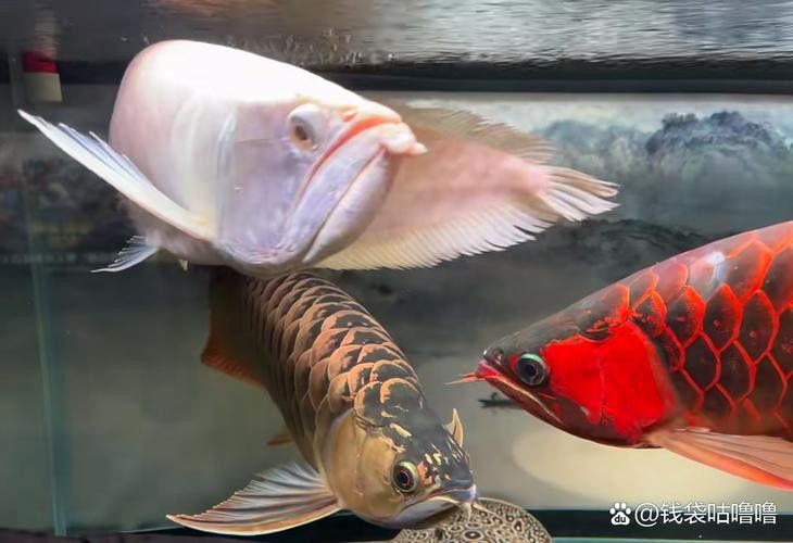給我一些麒麟狗頭和龍魚混養的圖片（狗頭和龍魚混養是一種流行的水族箱養殖方式）