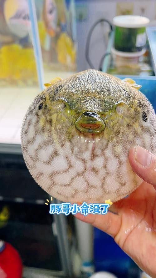 給我一些麒麟狗頭和龍魚混養的圖片（狗頭和龍魚混養是一種流行的水族箱養殖方式）