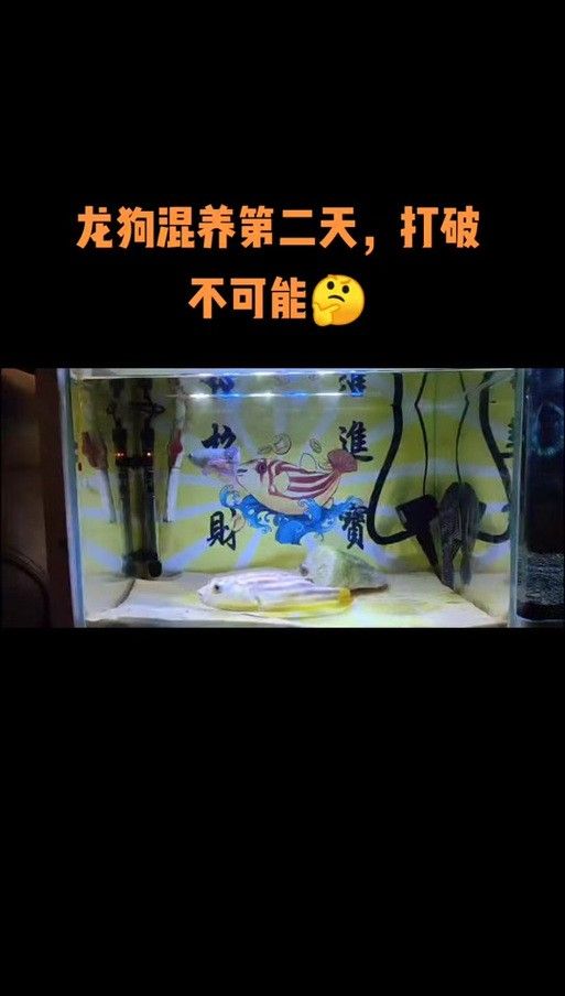 給我一些麒麟狗頭和龍魚混養的圖片（狗頭和龍魚混養是一種流行的水族箱養殖方式）