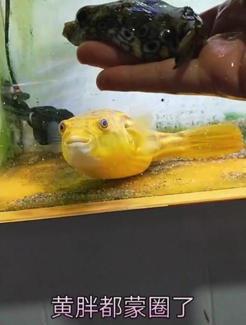 給我一些麒麟狗頭和龍魚混養的圖片（狗頭和龍魚混養是一種流行的水族箱養殖方式）
