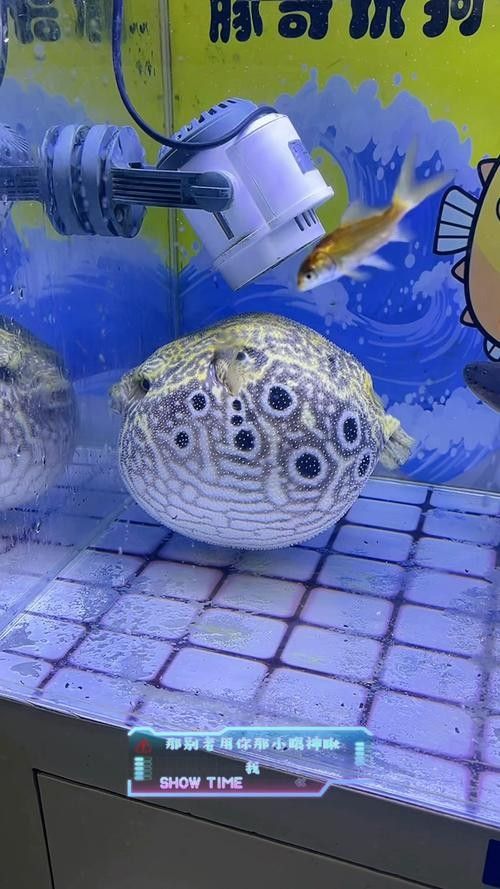 給我一些麒麟狗頭和龍魚混養的圖片（狗頭和龍魚混養是一種流行的水族箱養殖方式）