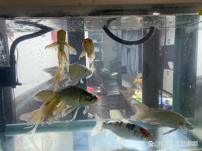 給我一些麒麟狗頭和龍魚混養的圖片（狗頭和龍魚混養是一種流行的水族箱養殖方式）