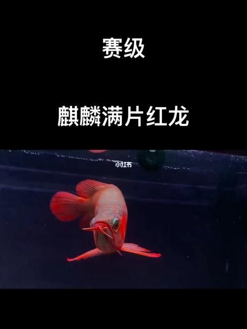 給我一些麒麟狗頭和龍魚混養的圖片（狗頭和龍魚混養是一種流行的水族箱養殖方式）