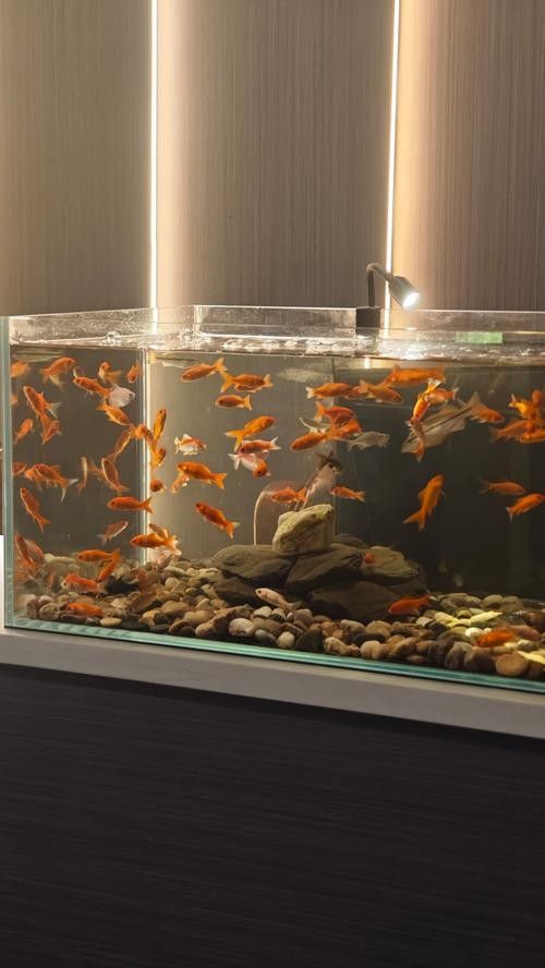 給我一些麒麟狗頭和龍魚混養的圖片（狗頭和龍魚混養是一種流行的水族箱養殖方式）