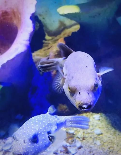 給我一些麒麟狗頭和龍魚混養的圖片（狗頭和龍魚混養是一種流行的水族箱養殖方式）