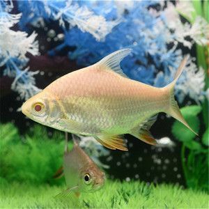 龍魚掉眼有什么危害圖片和視頻（龍魚掉眼有什么危害圖片和視頻大全）