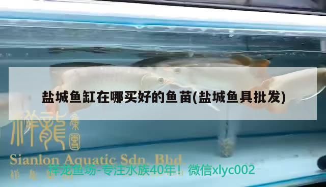 鹽城魚缸在哪買好的魚苗(鹽城魚具批發)