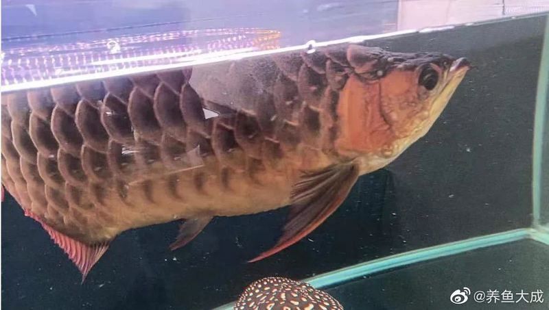 龍魚換季趴缸會(huì)持續(xù)多久