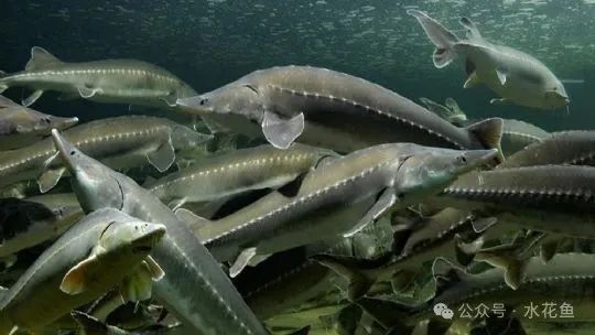龍魚手術后多久會感染？（魚手術后多久會感染？）