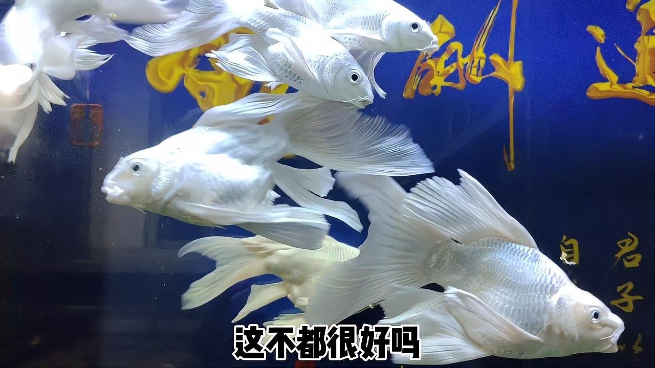 如何清洗和保養底濾中的濾材（如何清洗和保養底濾中濾材）