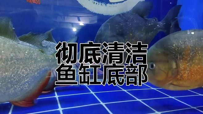 如何清洗和保養底濾中的濾材（如何清洗和保養底濾中濾材）