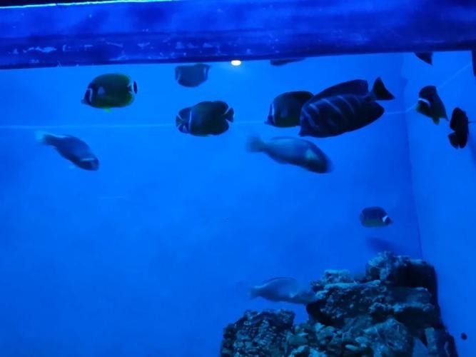 <strong><mark>柳州</mark></strong>哪個水族館龍魚好？祥龍魚場龍魚