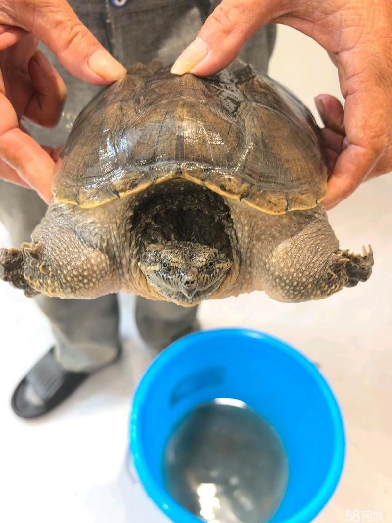 柳州哪個水族館龍魚好？祥龍魚場龍魚