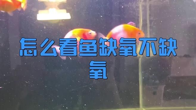 如何判斷金龍魚是否缺氧？（判斷金龍魚是否缺氧的詳細方法和應對建議和應對建議）