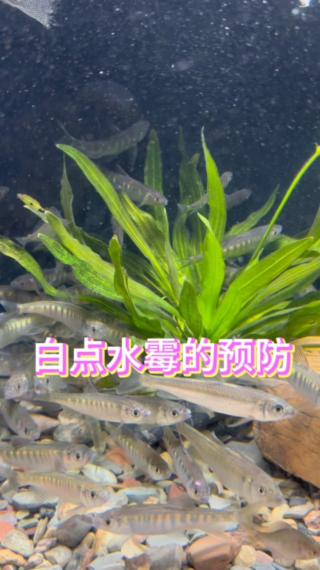 水族問答病病對照表大全