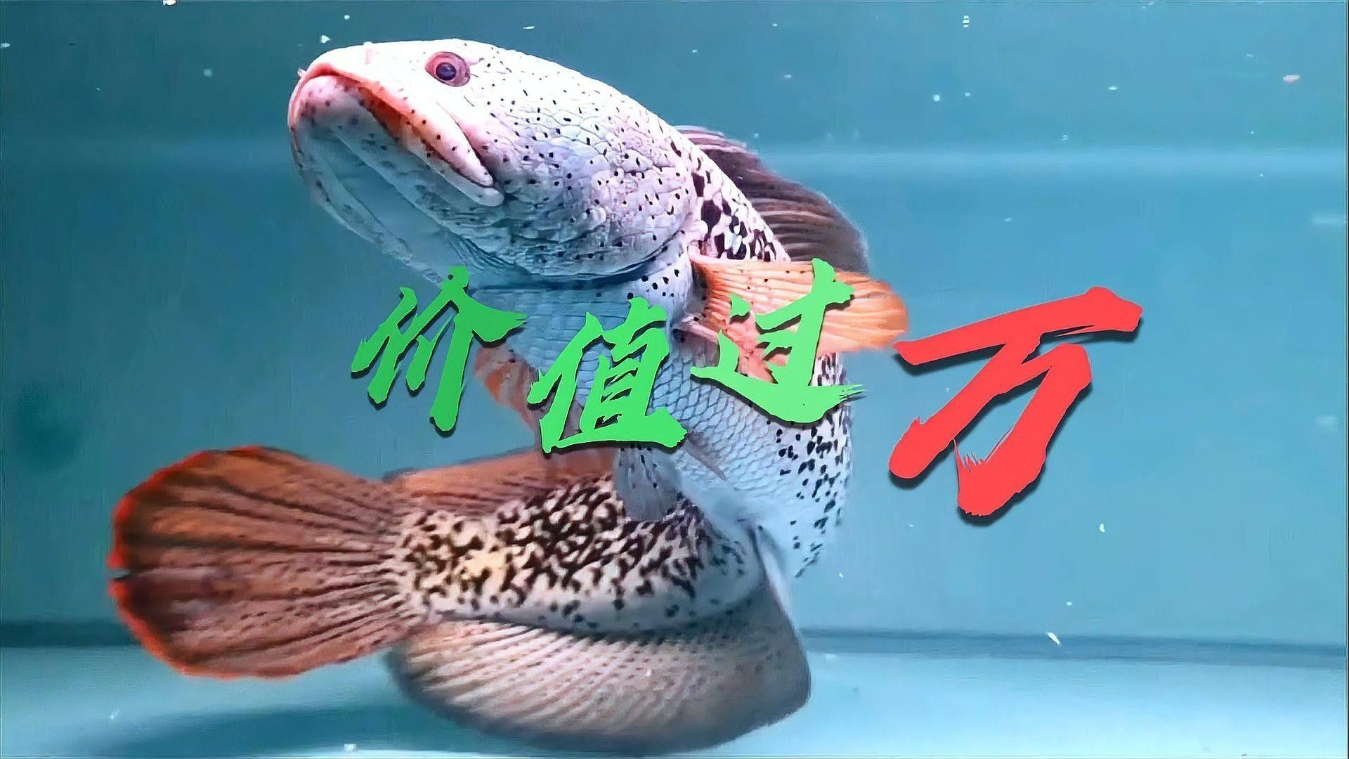 如何飼養(yǎng)巴卡雷龍魚