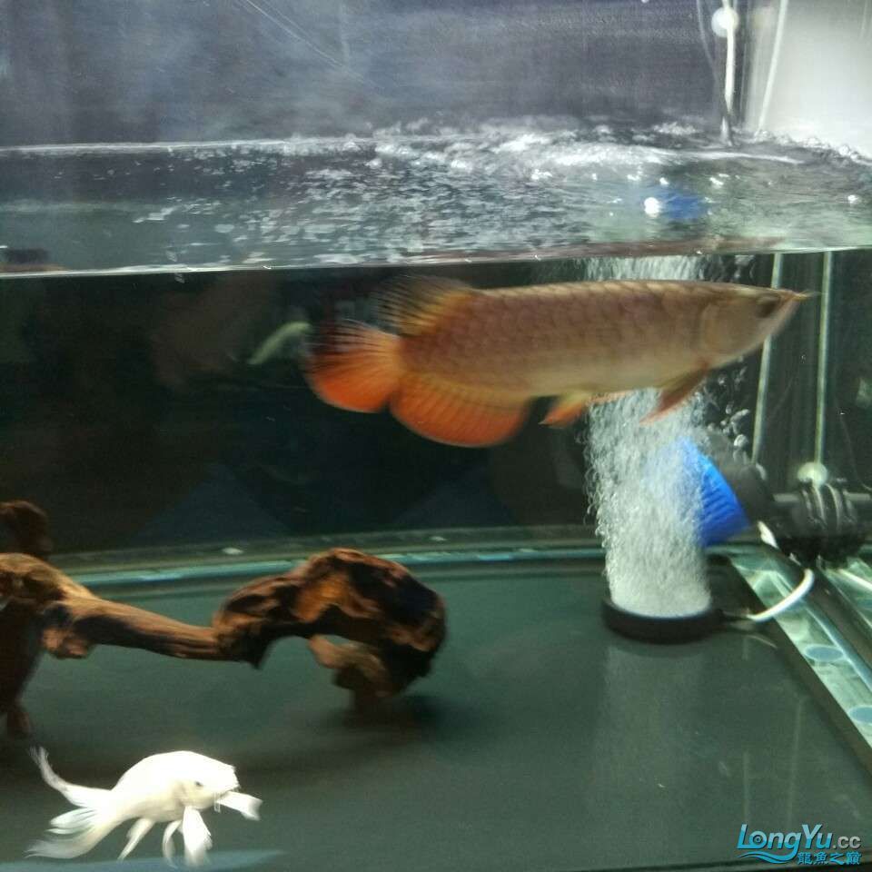 換水換心情（換水換心情，希望你們陪我健康成長）