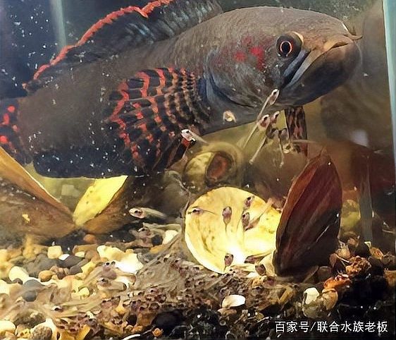 如何人工繁殖雷龍魚
