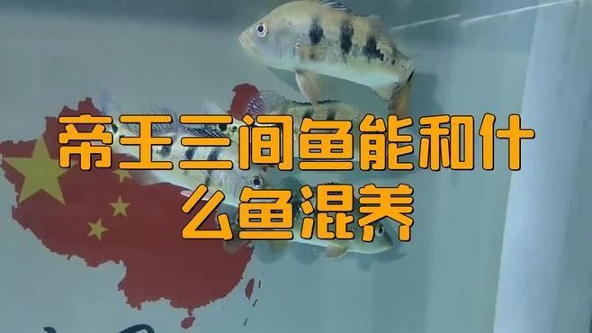 混養帝王三間和龍魚的最佳水質參數