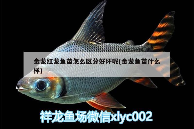 金龍紅龍魚苗怎么區(qū)分好壞呢(金龍魚苗什么樣)