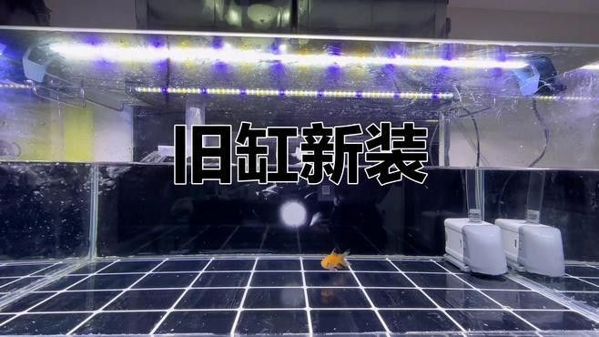 如何選擇適合黑底透光的魚缸（適合黑底透光的魚缸需要考慮幾個(gè)關(guān)鍵因素以確保獲得最佳效果）