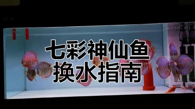 神仙魚和龍魚多久換一次水？（養魚水多久換一次合適）