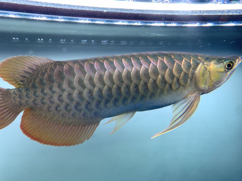 龍魚是不是病了？（魚友程思遠bipf水族館魚友程思遠bipf水族館）