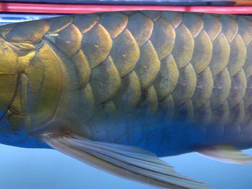 龍魚是不是病了？（魚友程思遠bipf水族館魚友程思遠bipf水族館）