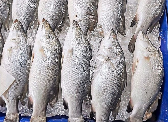 凍魚魚凍怎么做更美味？（冰凍了的魚怎么做好吃小竅門，做出來鮮美又好吃）