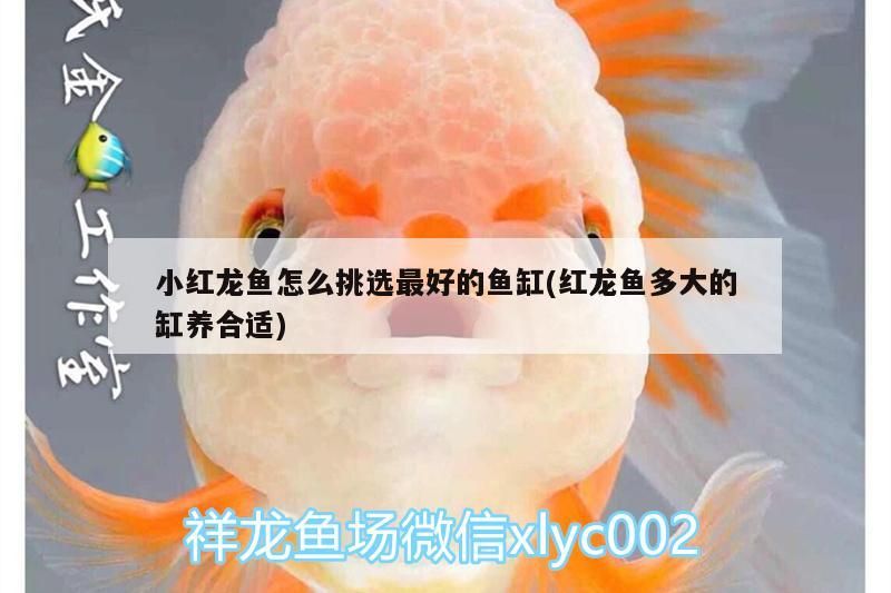小紅龍魚怎么挑選最好的魚缸(紅龍魚多大的缸養合適)（小紅龍魚怎么挑選最好）