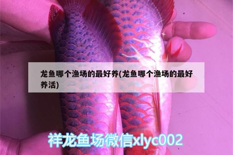 龍魚哪個漁場的最好養(龍魚哪個漁場的最好養活)