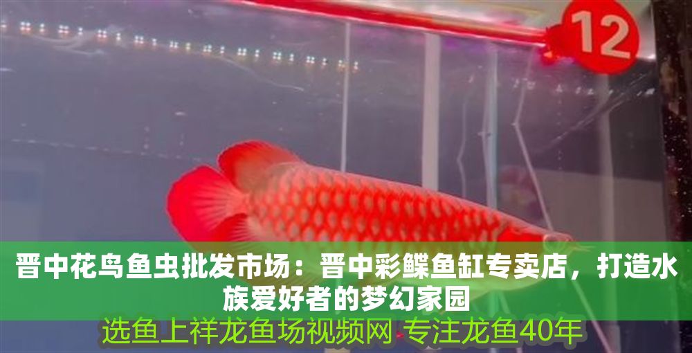 晉中花鳥魚蟲批發市場：晉中彩鰈魚缸專賣店，打造水族愛好者的夢幻家園