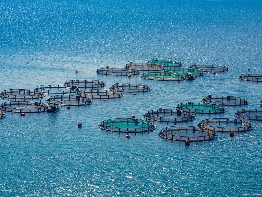 山陽哪個水族館龍魚好？祥龍魚場龍魚（山陽祥龍魚場）