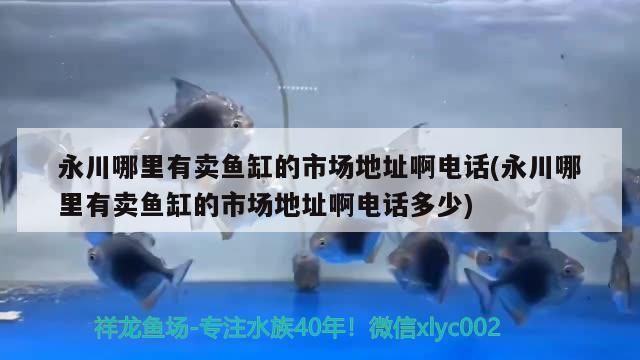 永川哪里有賣魚缸的市場地址啊電話(永川哪里有賣魚缸的市場地址啊電話多少)（永川哪里有賣魚缸的市場地址啊電話）