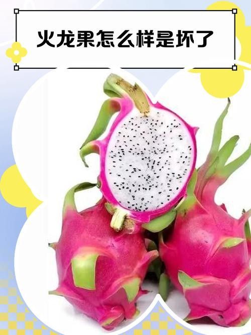 如何判斷火龍果是否新鮮？