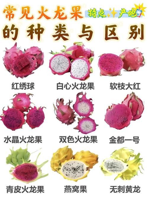 如何判斷火龍果是否新鮮？
