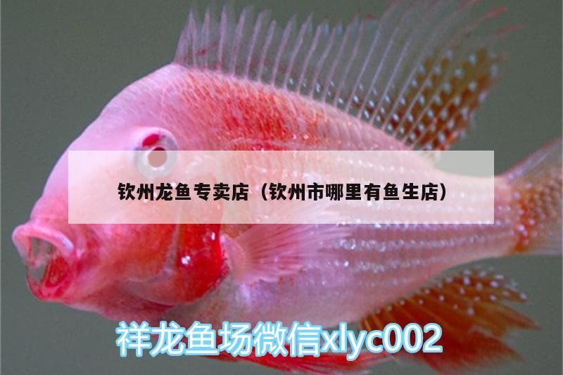 欽州龍魚專賣店（欽州市哪里有魚生店）